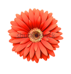 stock-photo-red-daisy-flower-isolated-on-white-background-d-render-98386283